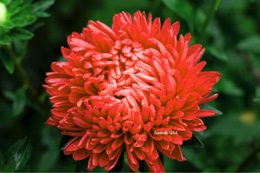30 MIXED PAEONY ASTER Callistephus Peony Red Pink White Blue Purple Yellow Coral Apricot French Flower Seeds
